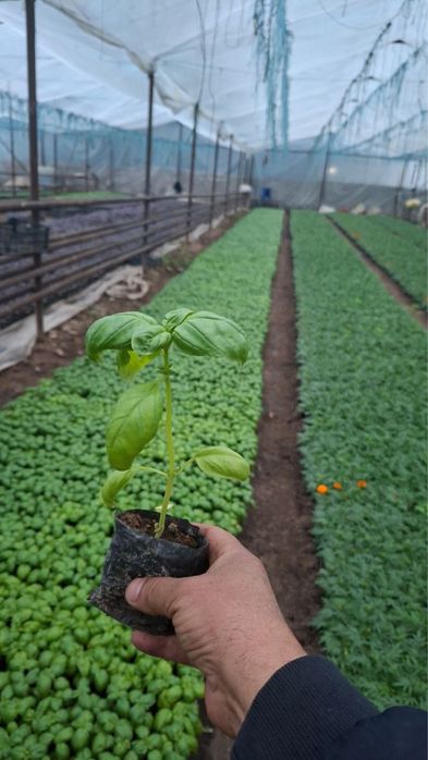 Гуллар Бананза ва Тайгес Шафран Райхонлар