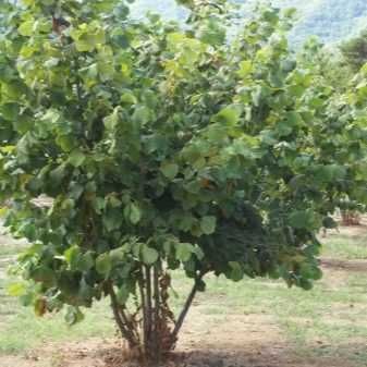 Alun plante Catalan Barcelona Urias de Hale plante in anul 3 .