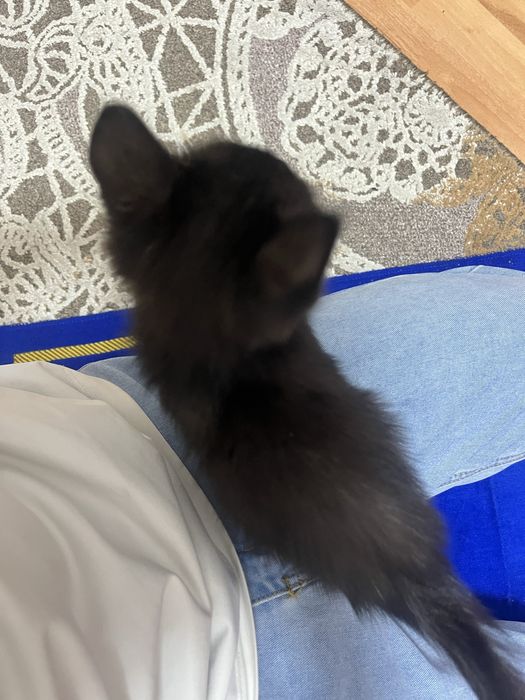 Отдам котенка на добрые руки