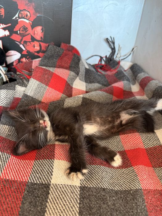 Котенек за бесплатно