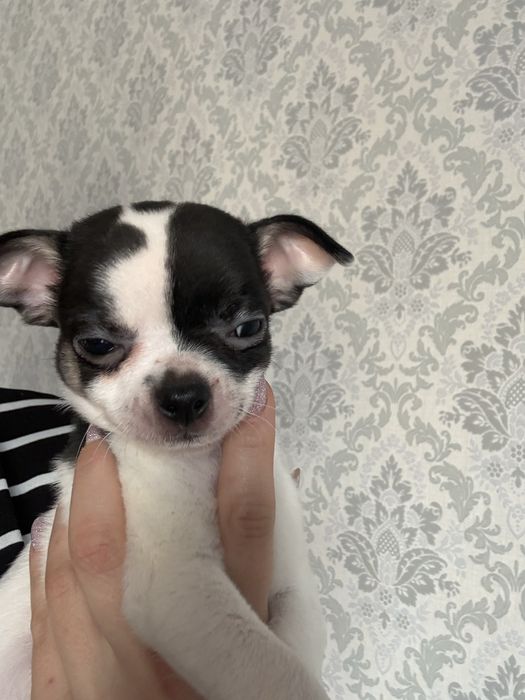 Продаются щенки чихуахуа