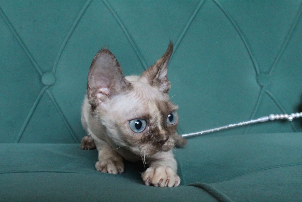 Девочка Девон рекс