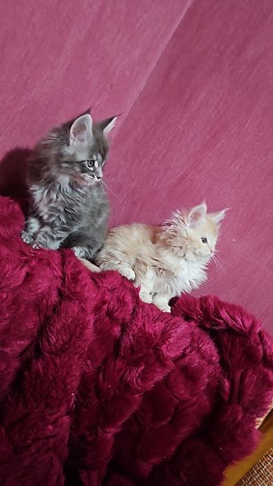 Крупные котята мейнкуны