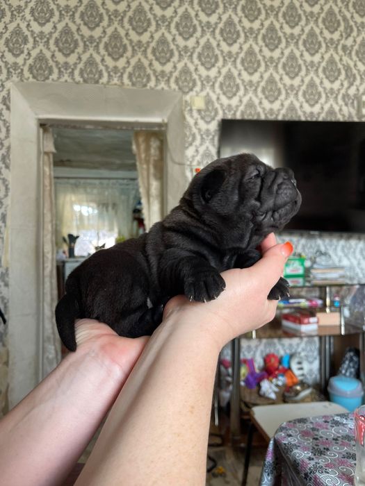 Щенки шарпейчики