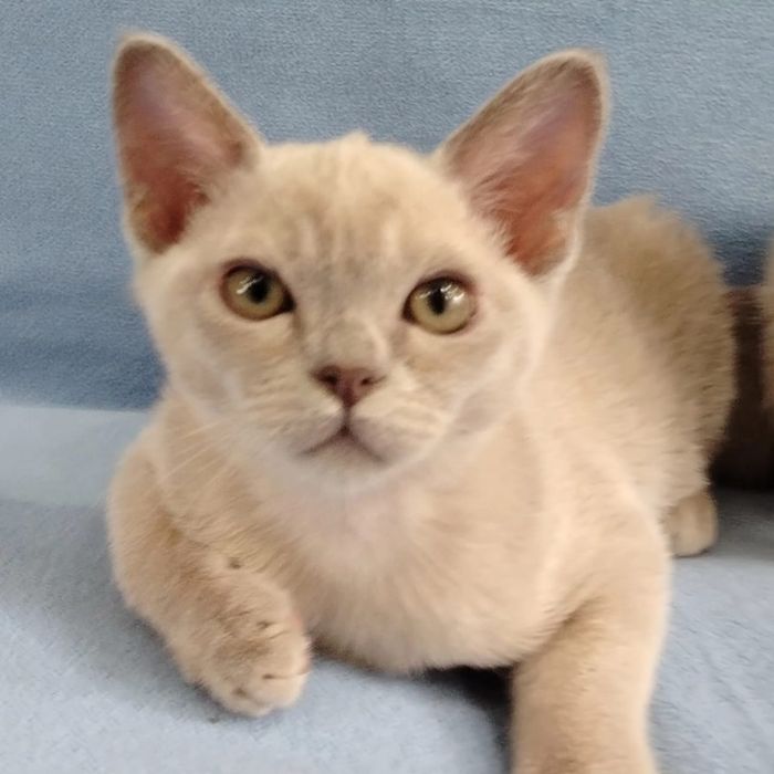 Котята породы бурма