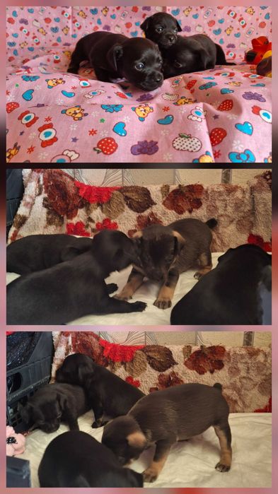 Щенки русский той терьер