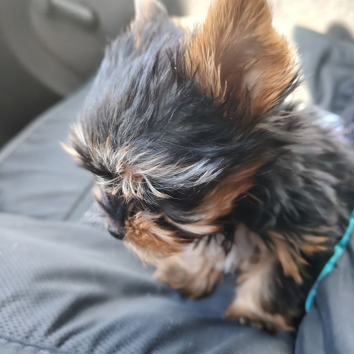 Йоркширски териер