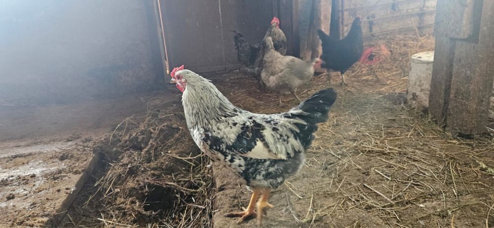 Продам петухов молодые домашние