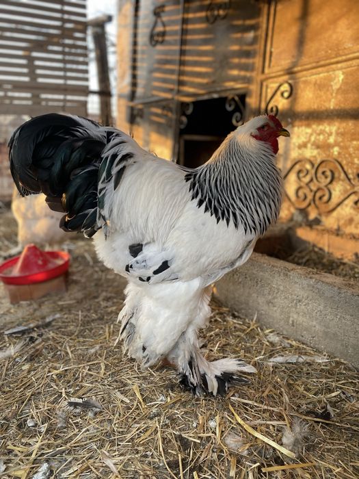 Ouă Australorp Negru și Brahma Hd