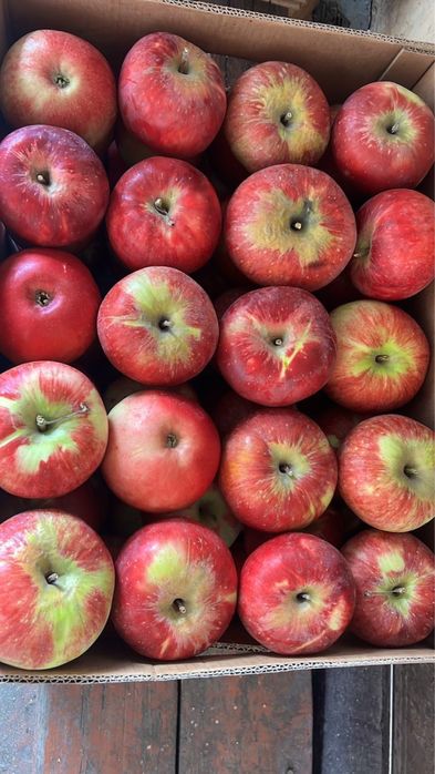 Апорт груша золотое яблоки