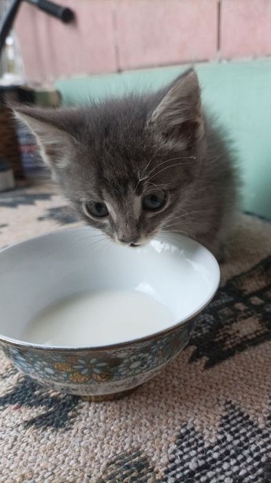 Домашний котёнок, мальчик