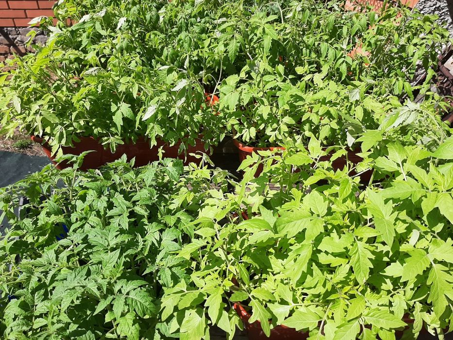 Продам рассаду овощей.