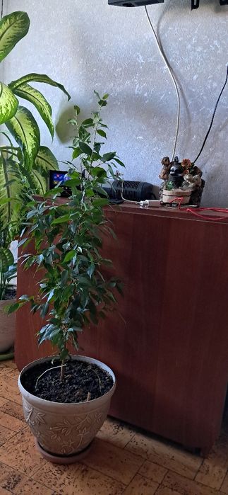 Продам комнатные цветы