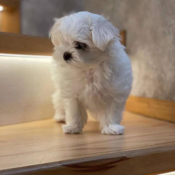 Bichon maltez mini toy