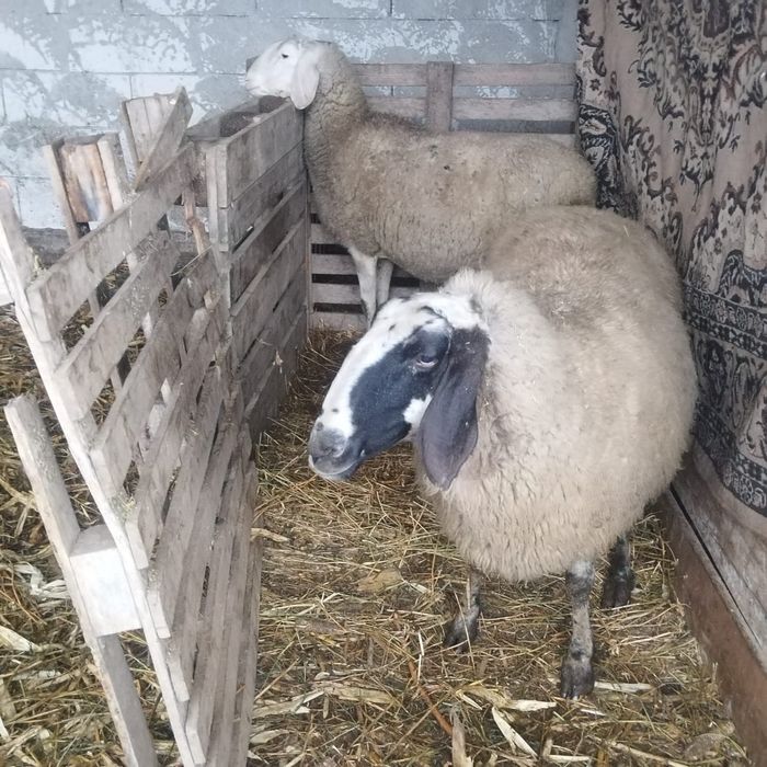 Oi de vânzare Bergamasca