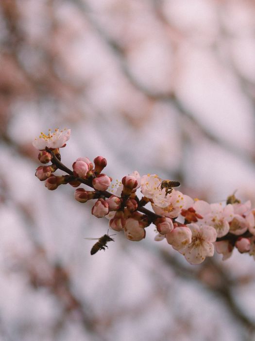 Canon EF 50mm f/1.8 STM обьектив