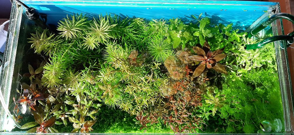 Аквариумни растения