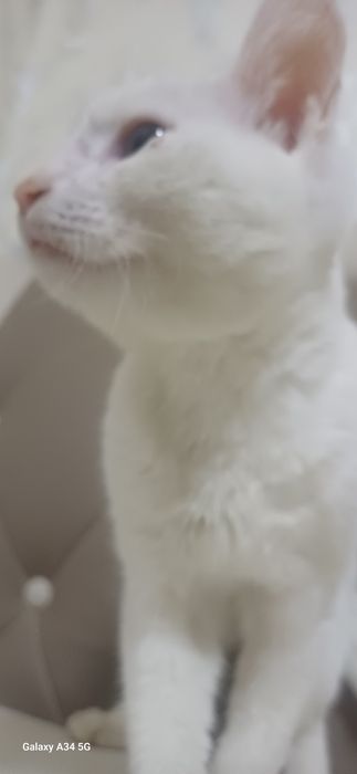 Котёнок турецкая