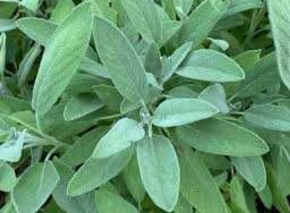 Salvia officinalis