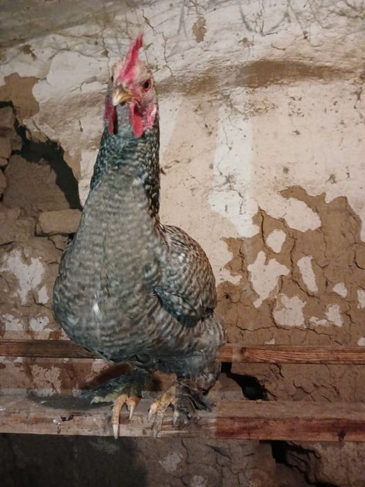 Продажа курей 4 месяцев