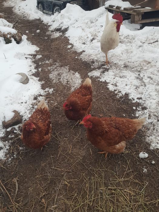 Продам курей домашних