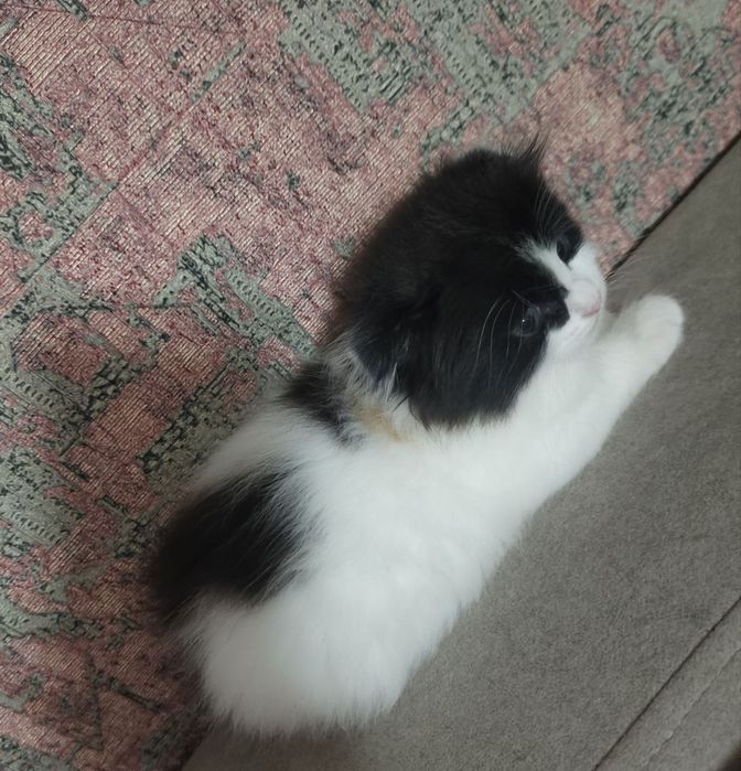 Котёнок Вислоухий  Шотландец.