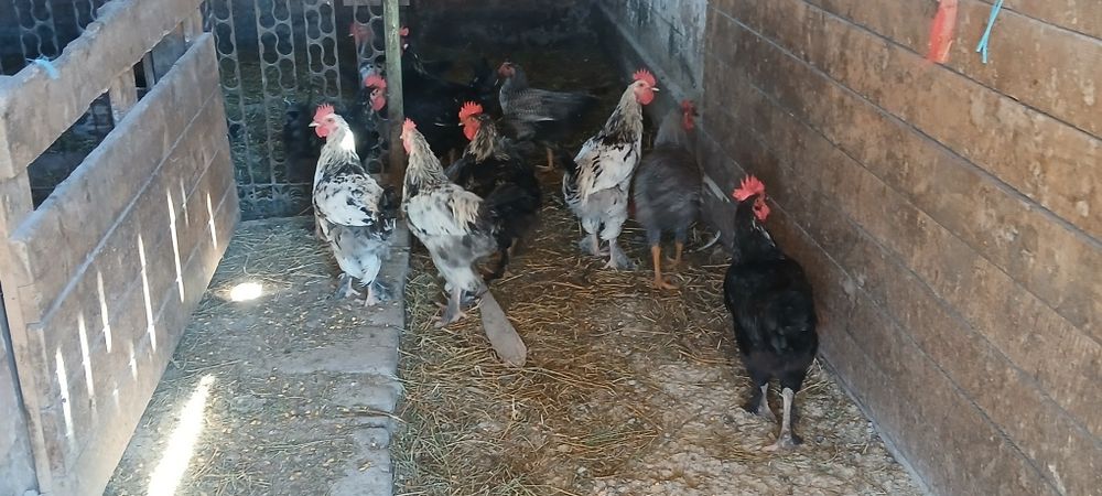 Cocoși  de 4 luni