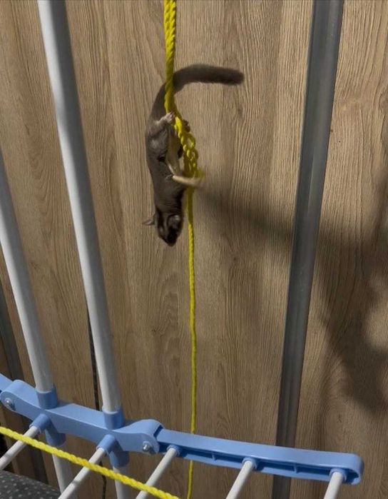 Veverita zburatoare + cușca + accesorii + hrana