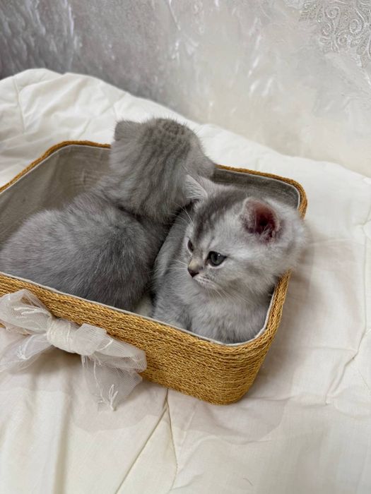 Продаются Котята