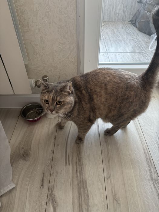 Отдам в добрые руки