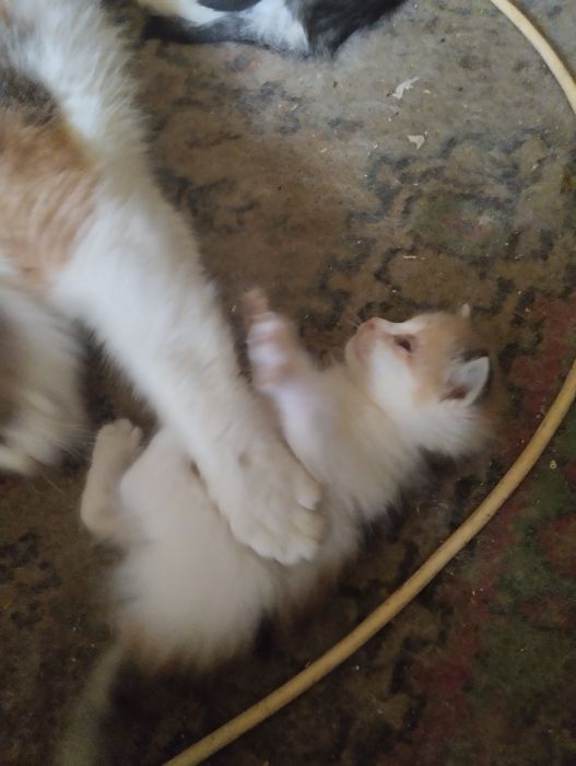 Котята сомалийской пароды