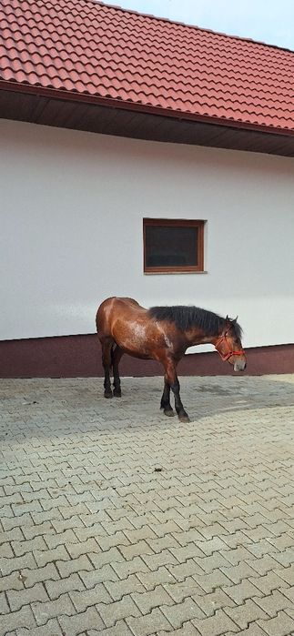 Mânz - noatin  de vânzare