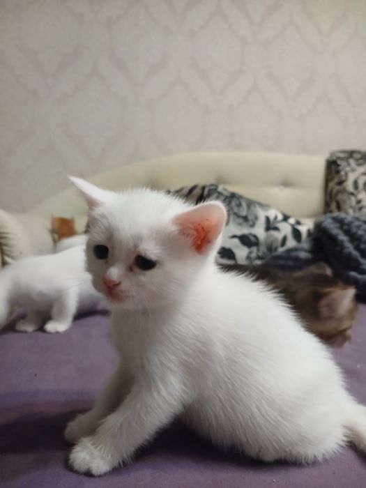Котята шотландские смесь с ангорским папой