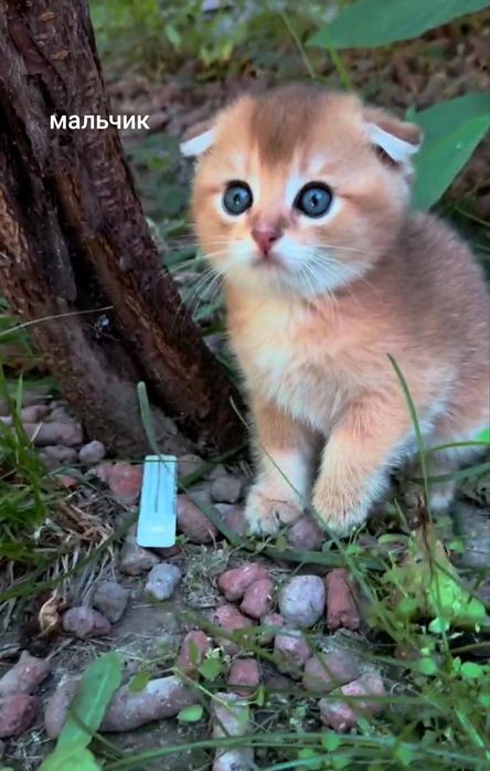 Шотландские вислоухие котята Золотая Шиншилла