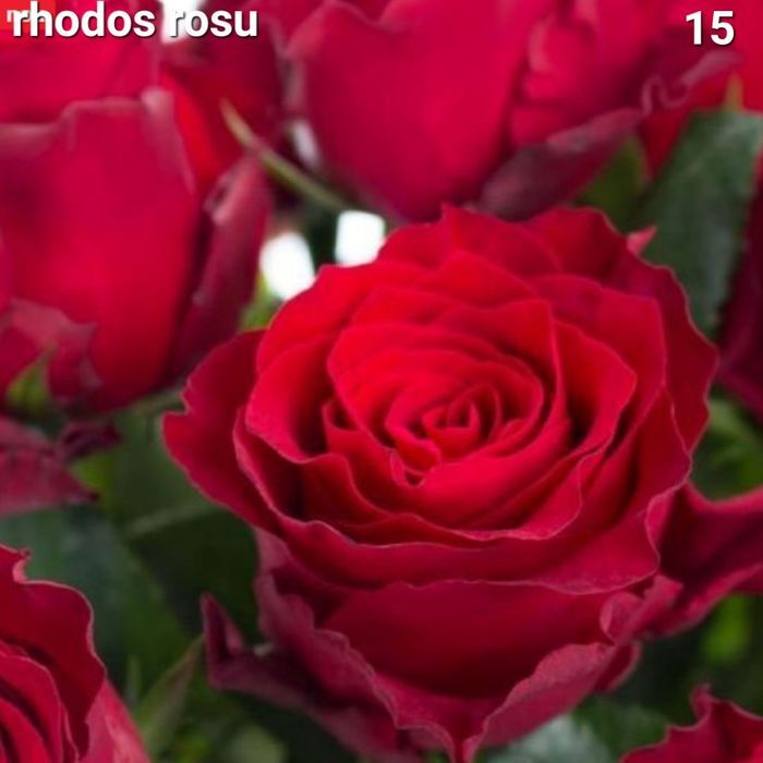 Trandafiri butasi urcatori/tufe