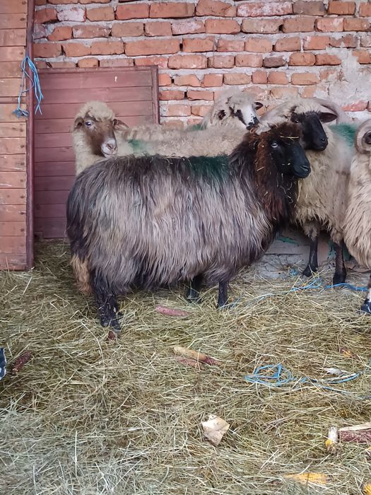 Oi de vânzare mioare și strămioare