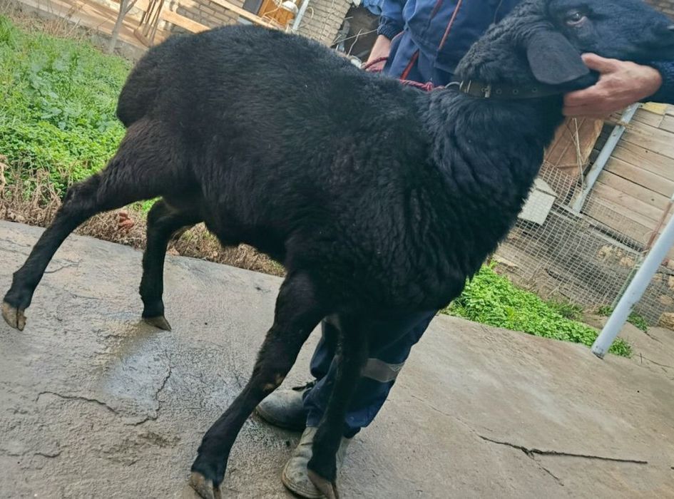 ELITA Toza Hisori Semiz Sifat Qazoqi Qochqor sotiladi