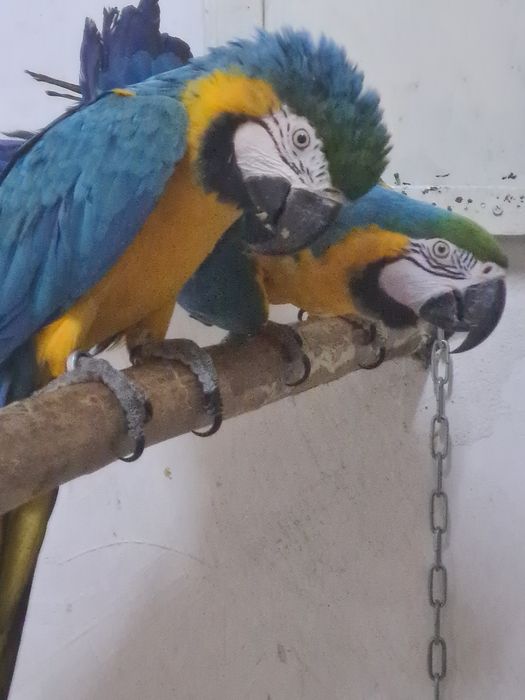 Vand perechi araruna