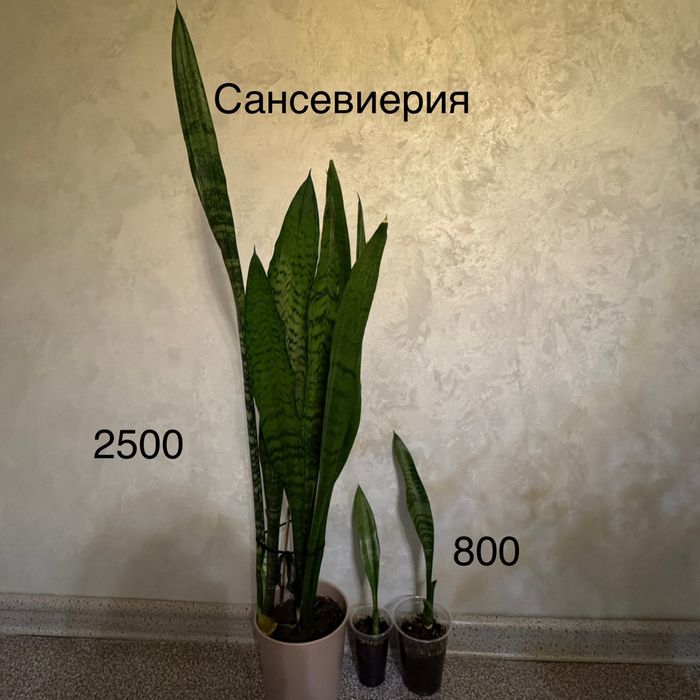 Комнатные растения