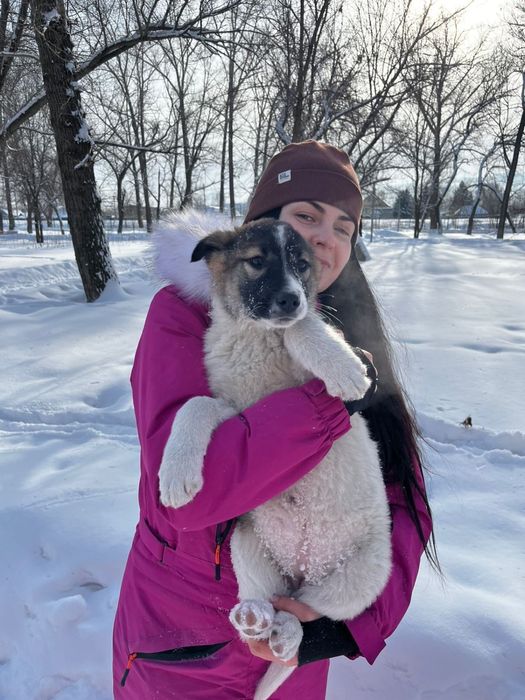 Отдам щенков бесплатно