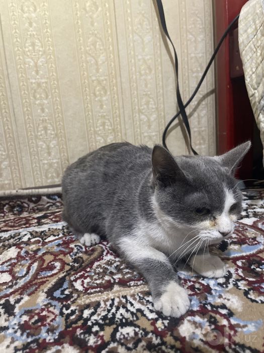British Shorthair zotli mushuk sotiladi