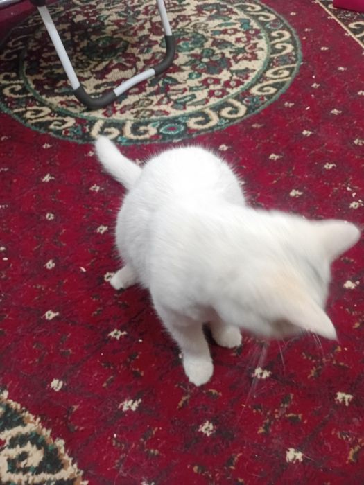 1 dona turk angorasi 6oylik o'g'il bola