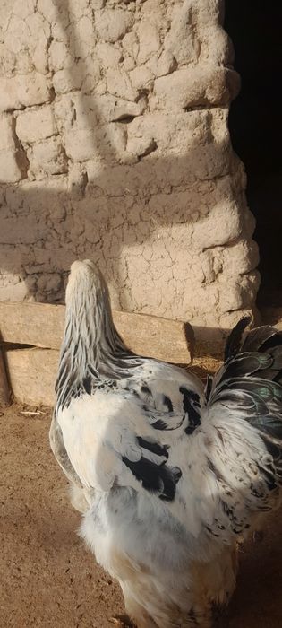 Brama xorozlar sotiladi donasi 180 optım 500 ming