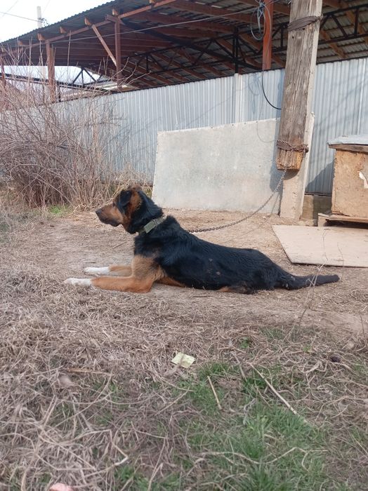 Отдам даром Овчарка