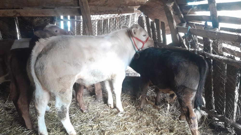 Vând 6 viței începând de la vârsta de 3 luni la 6 luni