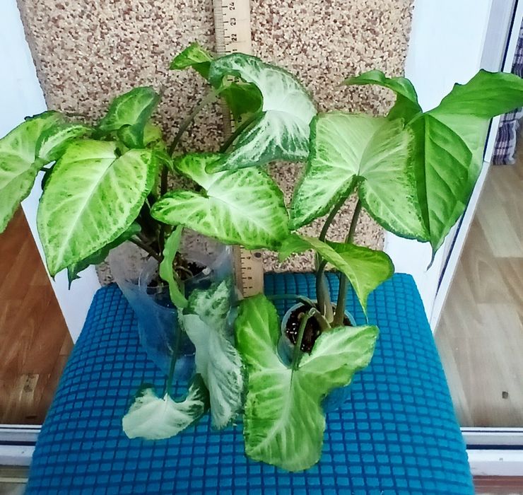 Продам домашние цветы