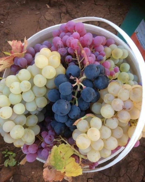 Butasi de catina, zmeura, mur, Cires Galben/pomi si arbusti fructiferi