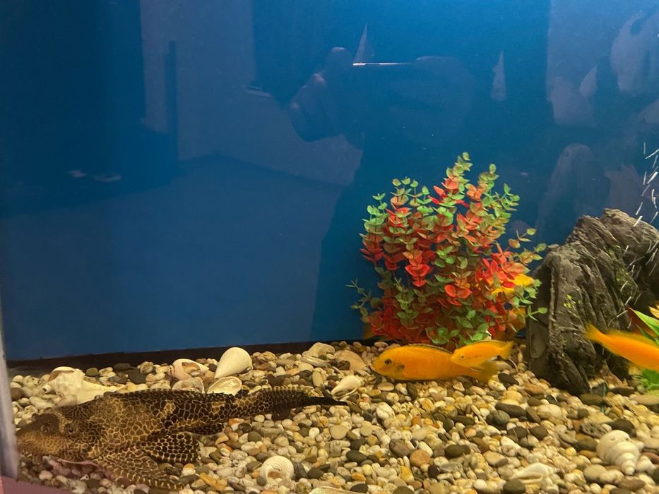 Продам большой аквариум с рыбками