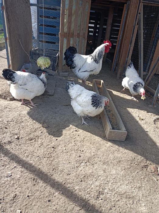 De vînzare două familii de găini