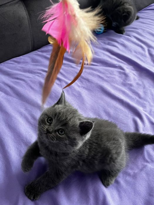 Продам милых котят